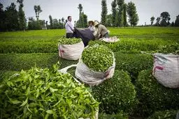 افزایش قیمت چای در راه است؟/ قیمت چای خشک باید ۷۰ تا ۱۰۰ درصد افزایش پیدا کند تا افزایش قیمت ۷۲ درصدی برگ سبز جبران شود