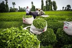 افزایش قیمت چای در راه است؟/ قیمت چای خشک باید ۷۰ تا ۱۰۰ درصد افزایش پیدا کند تا افزایش قیمت ۷۲ درصدی برگ سبز جبران شود