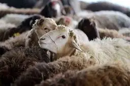 قیمت دام زنده در استان‌های مختلف؛ سه‌شنبه ۲ تیر ۱۴۰۵ + جدول