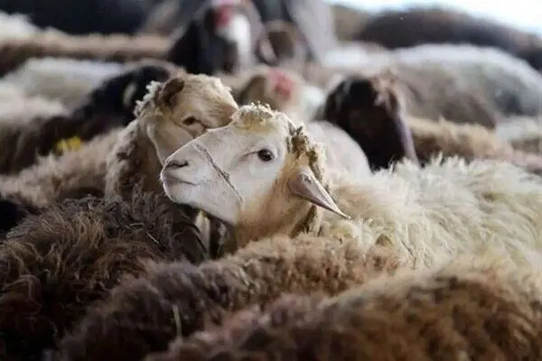 قیمت دام زنده امروز دوشنبه ۲۶ مرداد ۱۴۰۵