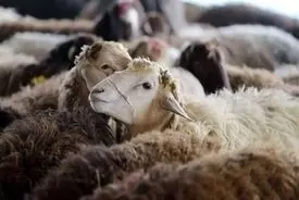 گوشت گران می‌شود؟