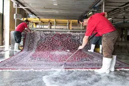 نرخ قالیشویی عجیب شد!/ شستشوی فرش چقدر هزینه دارد؟