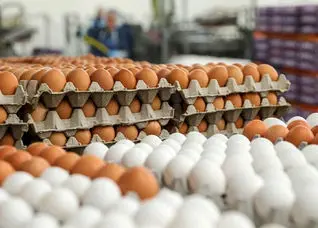 قیمت تخم‌مرغ در سه ماه دوبرابر شد