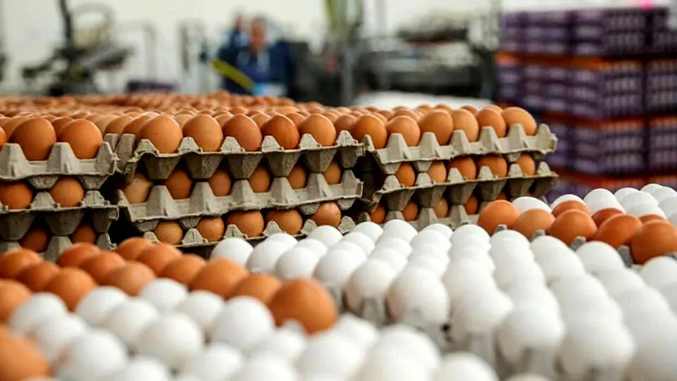 قیمت واقعی هر شانه تخم‌مرغ چقدر است؟