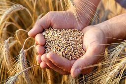 امیدواری به امنیت غذایی جهان با کاهش قیمت گندم
