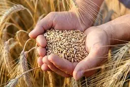 سرنوشت گندم چگونه رقم می‌خورد؟