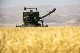 تولید غلات کشور ۲۲ درصد رشد کرد