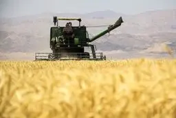 تولید غلات کشور ۲۲ درصد رشد کرد