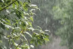 رگبار باران در شمال کشور/ وزش باد شدید و خیزش گرد و خاک در برخی استان‌ها