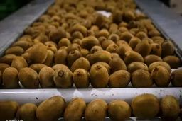 ماجرای عجیب برگشت کیوی‌های ایرانی