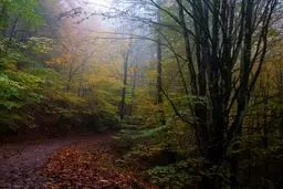 هشدار سازمان بازرسی به وزارت جهادکشاورزی درباره هجوم آفات به جنگل‌های هیرکانی