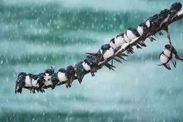 هواشناسی ایران ۱۴۰۱/۰۸/۱۶؛ هشدار نفوذ هوای سرد به کشور/بارش باران و برف تا آخر هفته