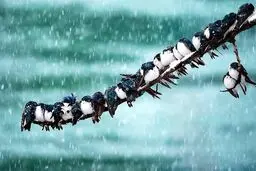 هواشناسی ایران ۱۴۰۱/۰۸/۱۶؛ هشدار نفوذ هوای سرد به کشور/بارش باران و برف تا آخر هفته