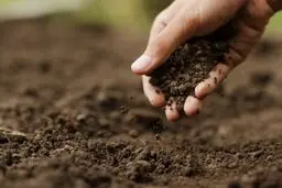 هوش مصنوعی رطوبت خاک را پیش بینی می کند