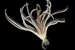 کشف گونه عجیب ستاره دریایی «با ۲۰ بازو» در اعماق آب‌های قطب جنوب