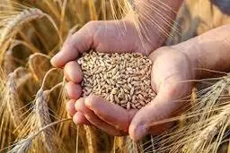 قیمت خرید تضمینی گندم احتمالا کیلویی ۲۳ هزار تومان تصویب شود