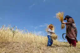 بخشی از مطالبات گندمکاران واریز شد