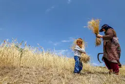 بخشی از مطالبات گندمکاران واریز شد