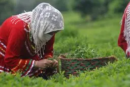 ۷۴ درصد مطالبات چایکاران کشور پرداخت شد
