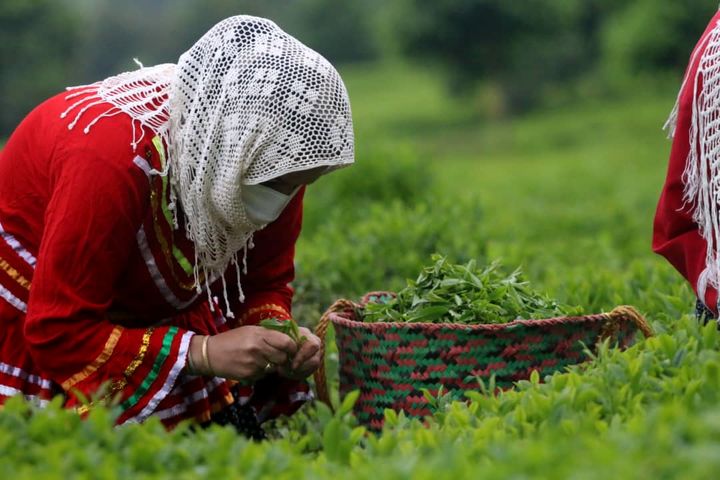 ۷۴ درصد مطالبات چایکاران کشور پرداخت شد