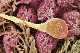 انتقال صفات پدر به فرزند بدون دخالت دی‌ان‌ای