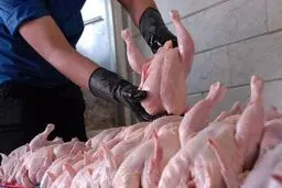 مرغ را گران‌تر از این قیمت نخرید