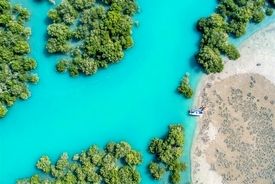 جنگل‌های حرا در خطرند؟/ مهم‌ترین تهدید برای این جنگل‌ها