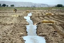 چالش جدی خاک: شور شدن بیش از ۱۰.۵ میلیون هکتار از اراضی کشور