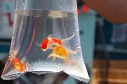 ۱۱۰ میلیون ماهی قرمز زینتی برای شب عید عرضه شده است