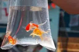 ۱۱۰ میلیون ماهی قرمز زینتی برای شب عید عرضه شده است