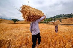 قیمت خرید تضمینی گندم مشخص شد