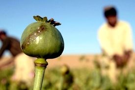 هشدار برای ورود تریاک ایرانی به بازار