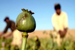 هشدار برای ورود تریاک ایرانی به بازار