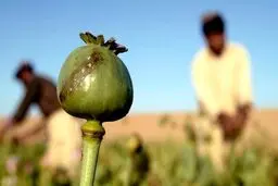 هشدار برای ورود تریاک ایرانی به بازار