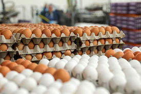 قیمت جدید تخم مرغ پس از گرانی اعلام شد