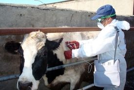 هشدار جدی درباره آمار تب مالت در کشور