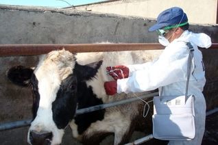 هشدار جدی درباره آمار تب مالت در کشور