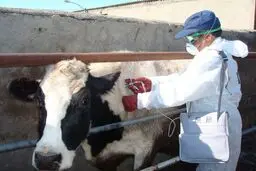 هشدار جدی درباره آمار تب مالت در کشور