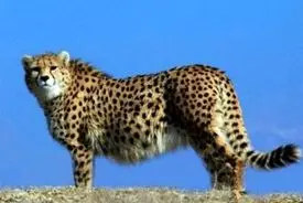 بازگشت پروژه حفاظت از یوزپلنگ آسیایی پس از ۶ سال توقف