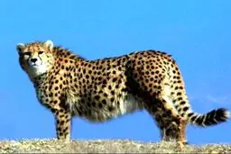 بازگشت پروژه حفاظت از یوزپلنگ آسیایی پس از ۶ سال توقف