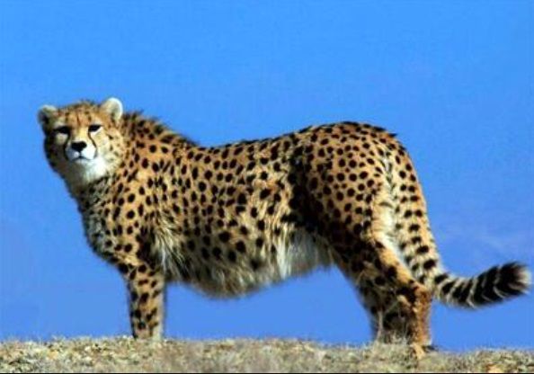 بازگشت پروژه حفاظت از یوزپلنگ آسیایی پس از ۶ سال توقف