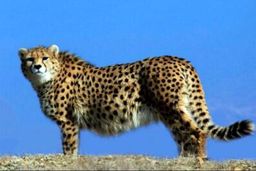 بازگشت پروژه حفاظت از یوزپلنگ آسیایی پس از ۶ سال توقف