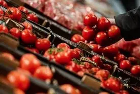 ممنوعیت صادرات گوجه‌فرنگی تا پایان سال
