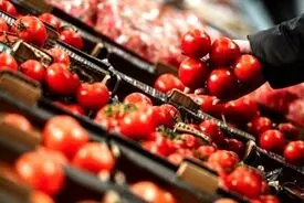 قیمت گوجه‌فرنگی رکورد زد