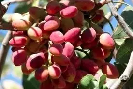 دلار، پسته را گران کرد + قیمت آجیل شب یلدا