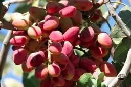 دلار، پسته را گران کرد + قیمت آجیل شب یلدا