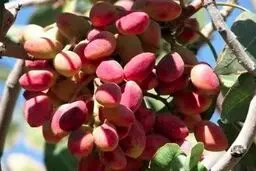 دلار، پسته را گران کرد + قیمت آجیل شب یلدا