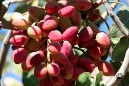 دلار، پسته را گران کرد + قیمت آجیل شب یلدا